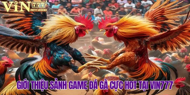 ĐÁ GÀ VIN777 1 Tổng quan về sảnh đá gà Vin777 cực hút khách hiện nay