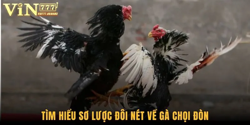 Gà Chọi Đòn - Siêu Phẩm Cá Độ Cực Hot Trong Năm 2025 1 Tìm hiểu sơ lược đôi nét về gà chọi đòn
