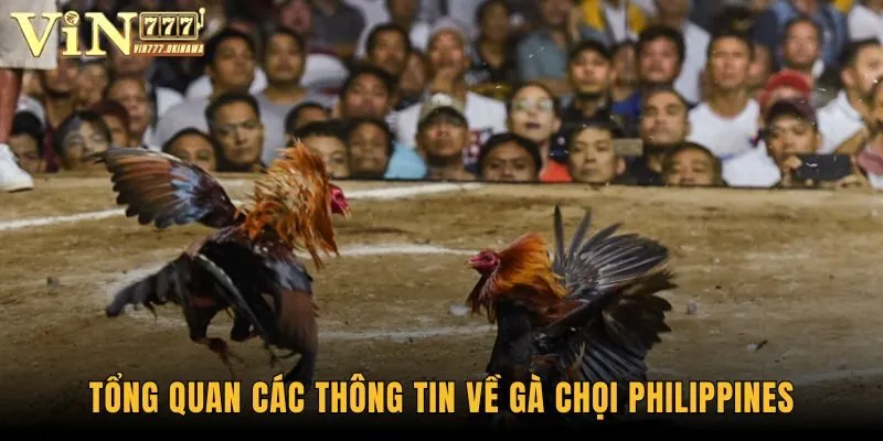 Gà Chọi Philippines - Tận Hưởng Trọn Vẹn Các Trận Đấu Kê 1 Tổng quan các thông tin về gà chọi Philippines