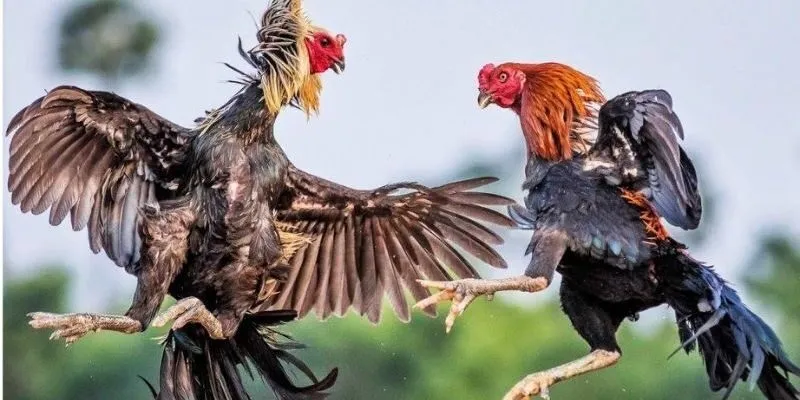 Giảm thiểu rủi ro, tăng cơ hội thắng trong cá cược đấu kê