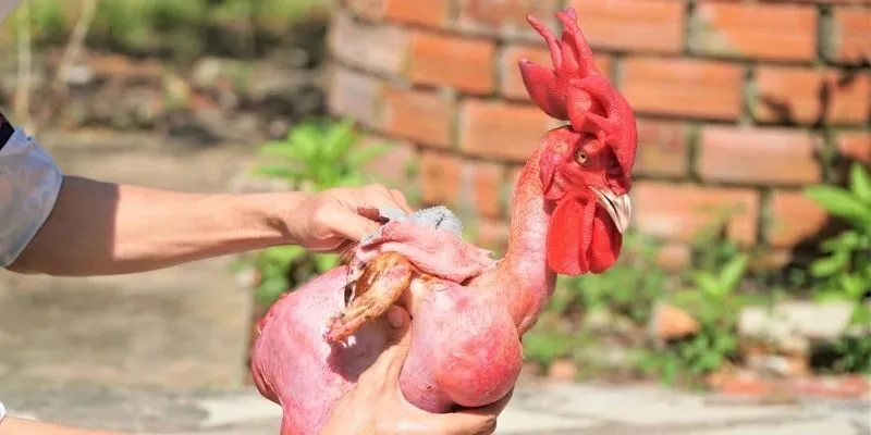 Chợ Tốt Gà Đá Quận Bình Chánh – Sân Chơi Của Ai Mê Gà Đá 1 Chợ tốt gà đá quận Bình Chánh đông vui mỗi ngày