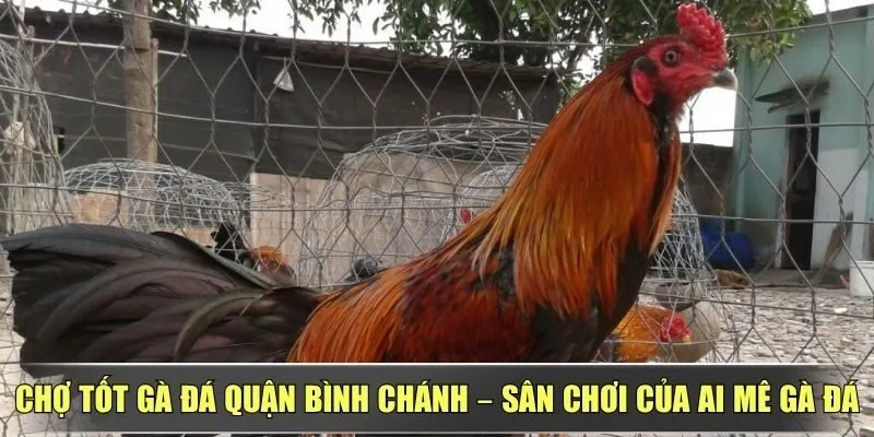 Chợ Tốt Gà Đá Quận Bình Chánh – Sân Chơi Của Ai Mê Gà Đá