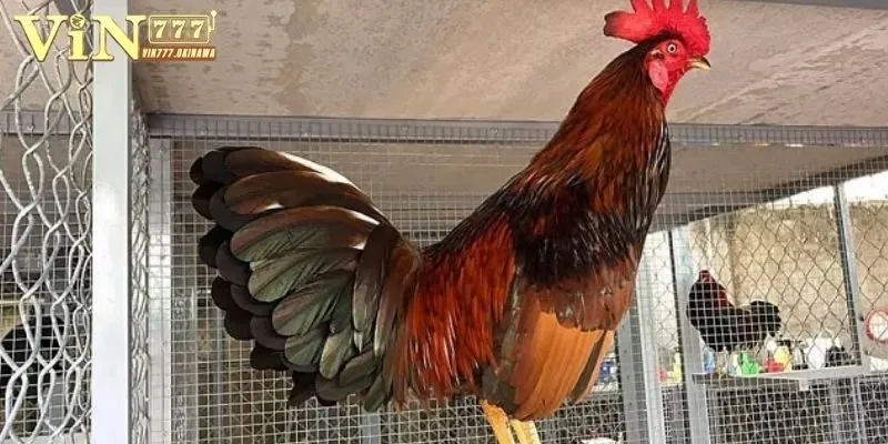 Thuốc Nuôi Gà Đá Cựa Sắt Hiệu Nghiệm, Tăng Bo Đáng Kể 1 Hiểu rõ tầm quan trọng của các thuốc nuôi gà đá cựa sắt