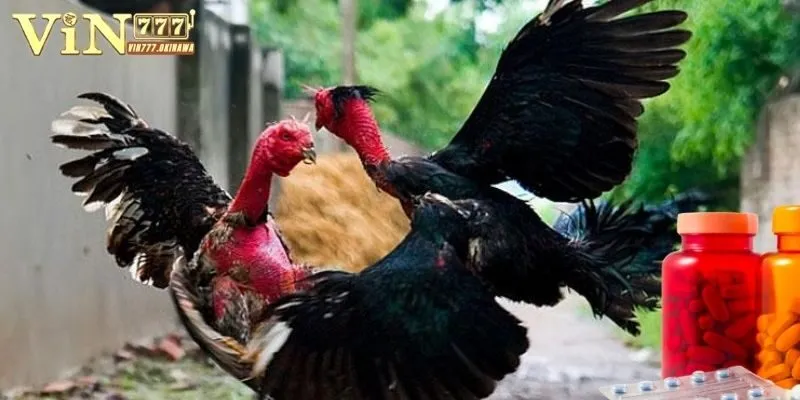 Nắm rõ lưu ý quan trọng khi dùng thuốc cho kê đá